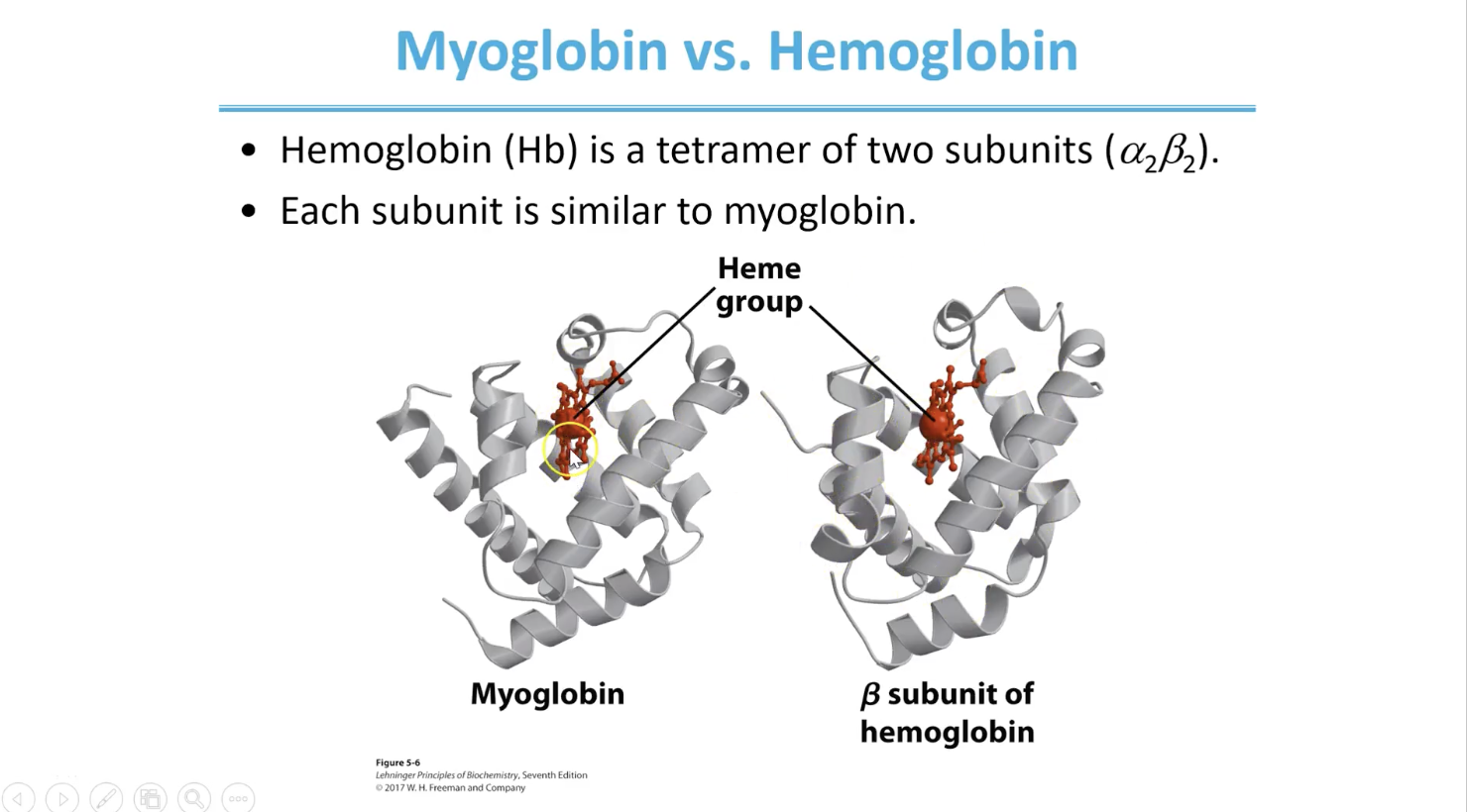<p>Myoglobin: monomer, singular polypeptide creating single domain</p><ul><li><p>stores oxygen</p></li></ul><p>Hemoglobin: tetramer with quart structure - similar fold but 4 subunits</p><ul><li><p>transports oxygen</p></li></ul><p></p><p>Heme group coordinates the oxygen that binds</p>