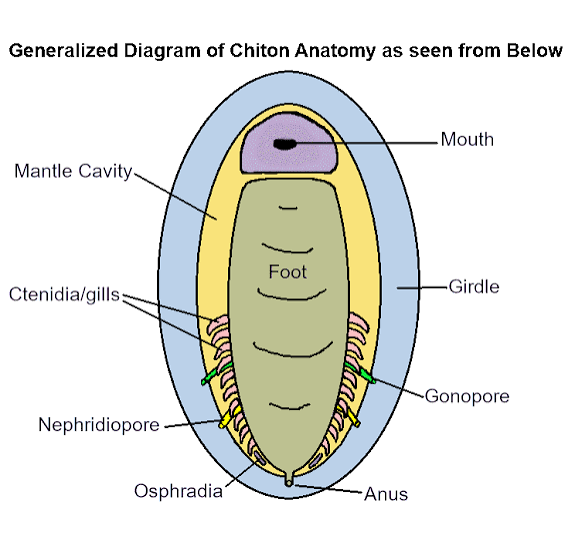 <p>label chiton</p>
