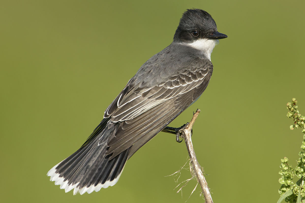 <p>Eastern Kingbird</p>