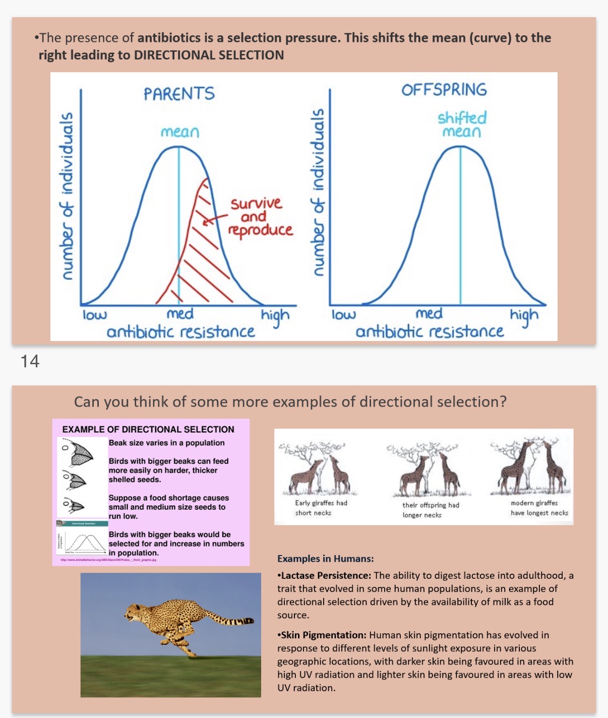 <ol><li><p>when there is a change in environment/selection pressure or a new allele has appeared in the population that is advantageous</p></li><li><p>Overuse. 3.pressure. 4.mutation</p><ol start="5"><li><p>generation. 6.frequency</p></li></ol></li></ol><p></p>