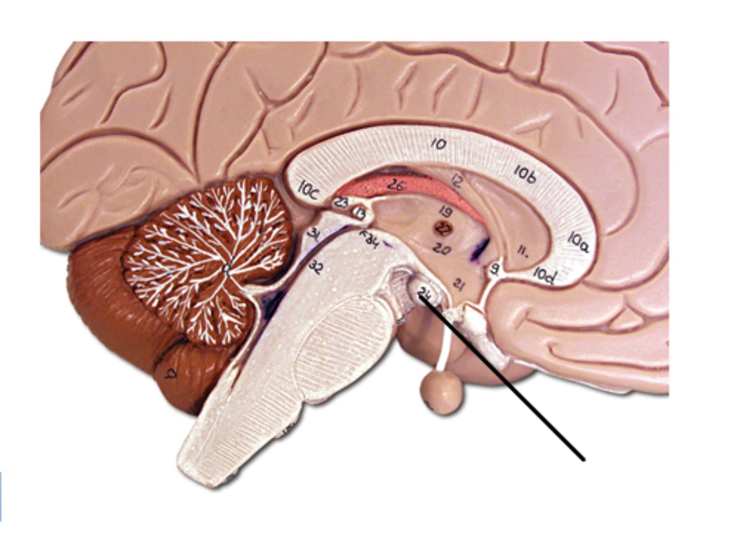 <p>Two small, round masses located just posterior to the infundibulum are relay stations for smell and taste reflexes.</p>