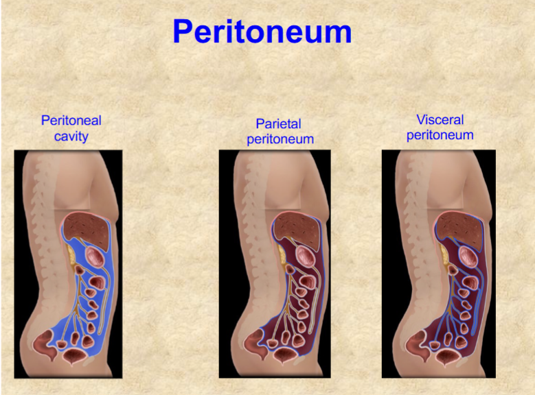 <p>connective tissue, suspend stomach and intestines from abdominal wall</p><ul><li><p>hold viscera in proper place</p></li><li><p>prevent intestinal twisting</p></li><li><p>provide passage of blood vessels and nerves</p></li><li><p>hold lymph nodes &amp; lymphatic vessels</p></li></ul><p></p>