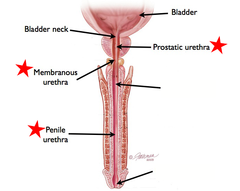 <p>passes through the prostate gland</p>