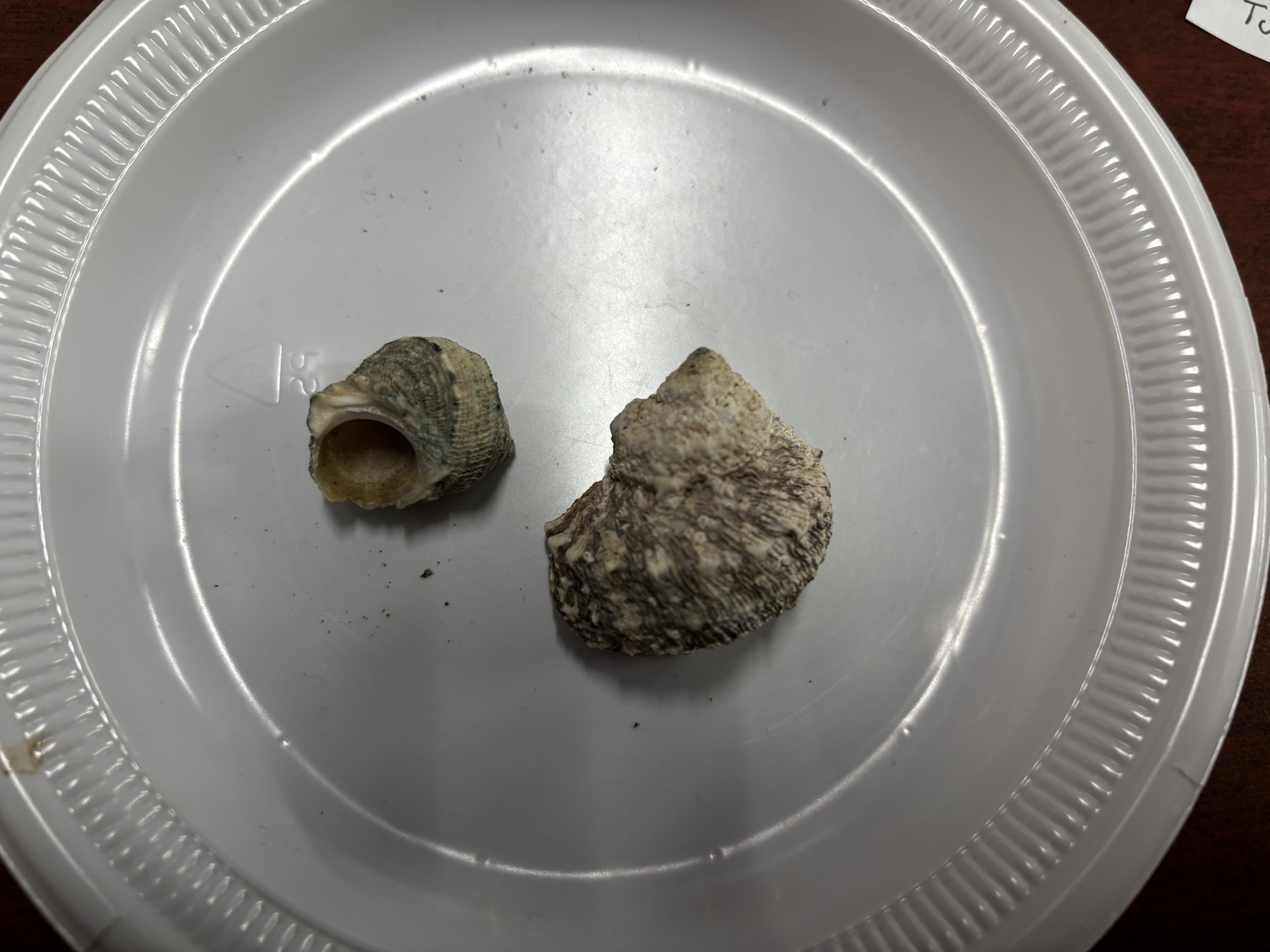 <p><strong>FILO<br>CLASE</strong><br><strong>SUBCLASE</strong><br><strong>FAMILIA</strong><br><strong>GÉNERO</strong><br><strong>NOMBRE COMÚN<br>CARACTERÍSTICAS</strong><br><strong>RÁDULA<br>ALIMENTACIÓN<br>HÁBITAT</strong></p>