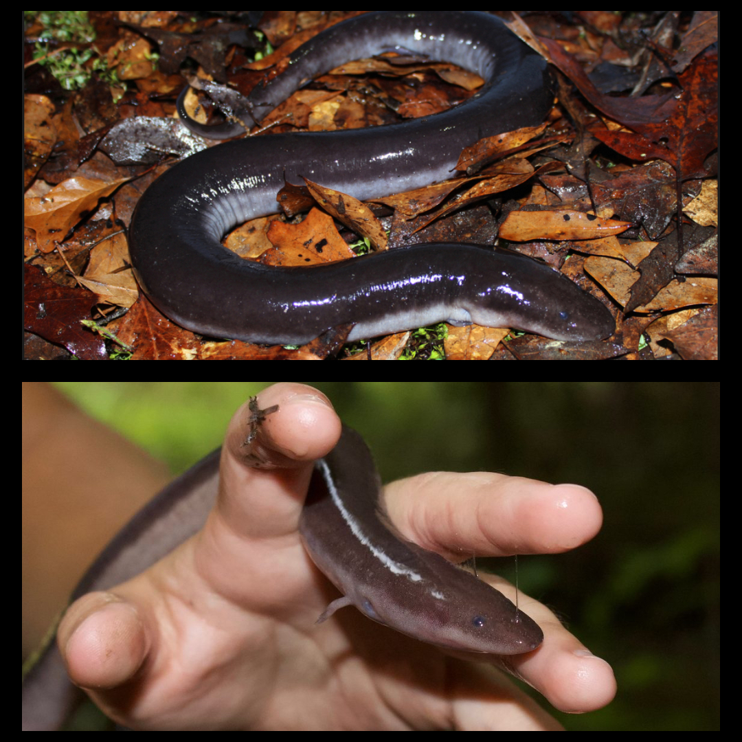 <p>Three-toed Amphiuma</p>