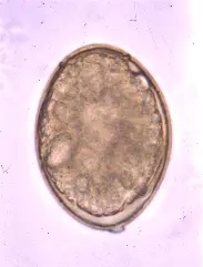 <p>Scientific and Common Name? (Canine, Feline, and Humans)</p>