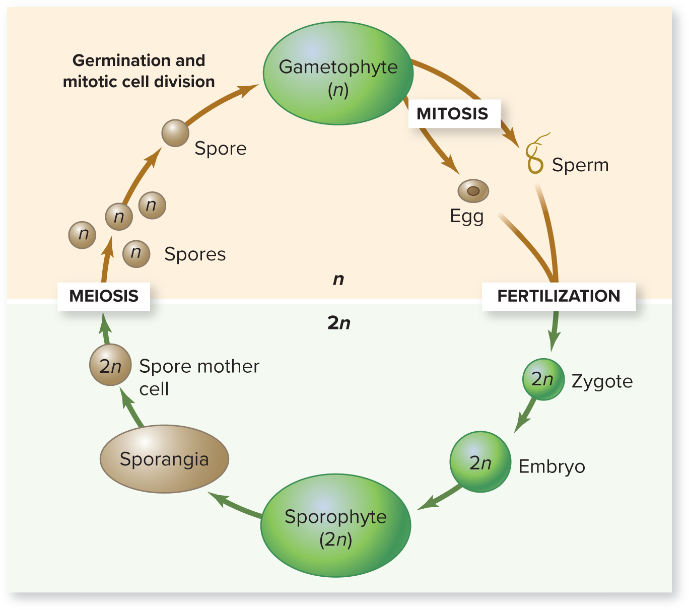 <p>Showing the <strong>Generalized Haplodiplontic Life Cycle of Plants</strong></p>