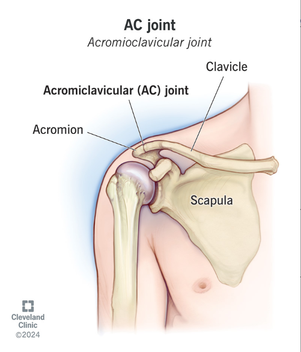 <p>A plane type of synovial joint formed by the articulation between the lateral end of the clavicle and the acromion of the scapula.</p>