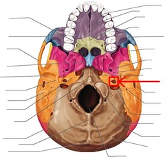 <p>A bony tunnel in the temporal bone at the base of the skull. It is the entry point of the internal carotid artery into the cranium, seen from below as a small opening to the side of the foramen magnum.</p>