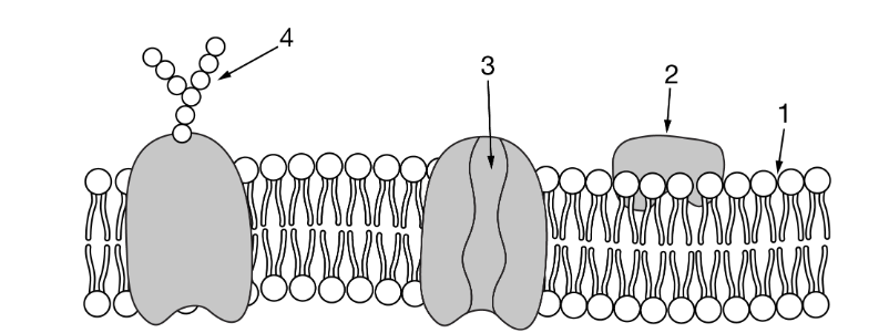 <p>Testosterone is a small steroid hormone that is important in cell signaling. Which of the following describes where testosterone enters a cell and why it is able to cross at that point?</p><p><strong>A) </strong>1, testosterone is nonpolar and can diffuse through the membrane.</p><p><strong>B) </strong>2, testosterone covalently binds to a surface protein and transports into the cell.</p><p><strong>C) </strong>3, testosterone dissolves in water and flows through the channel.</p><p><strong>D) </strong>4, testosterone is filtered out of the extracellular fluid and taken into the cell by endocytosis.</p>