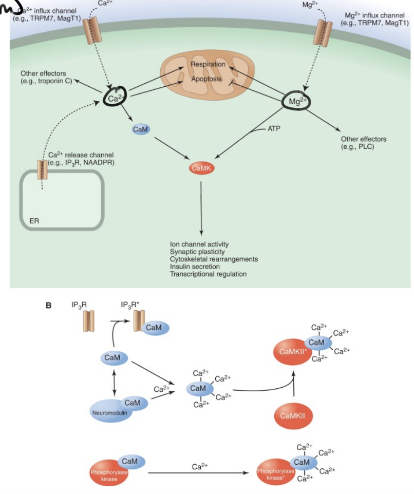 <p>When a signal is received, calcium channels open and that causes a RAPID influx of Ca++ ions. These ions bind to proteins to initiate cellular responses that have longer term effects.</p><ul><li><p>Ca++ is important for muscle contraction, neuronal signaling, and hormone release</p></li></ul><p></p>
