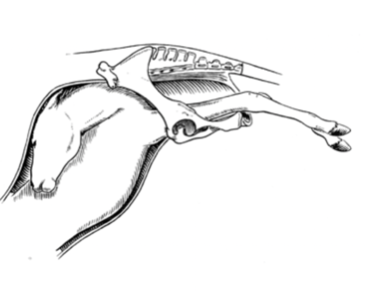 <p>Describe the abnormality in this image. </p>