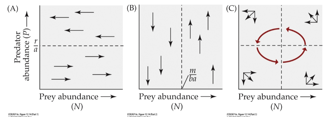 <p>prey isoclines: r/a=P, prey decrease if P>r/a, increase if P<r/a, predator isocline: H=m/ba, pred decrease if N<m/ba</p>