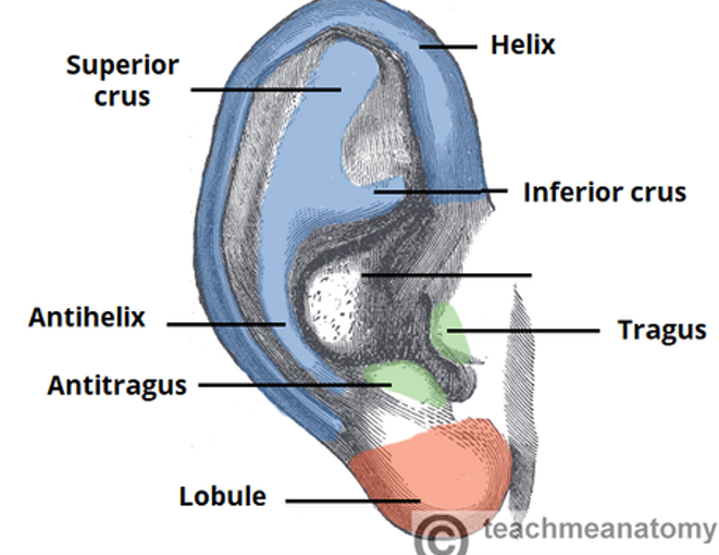 <p>label missing part</p>