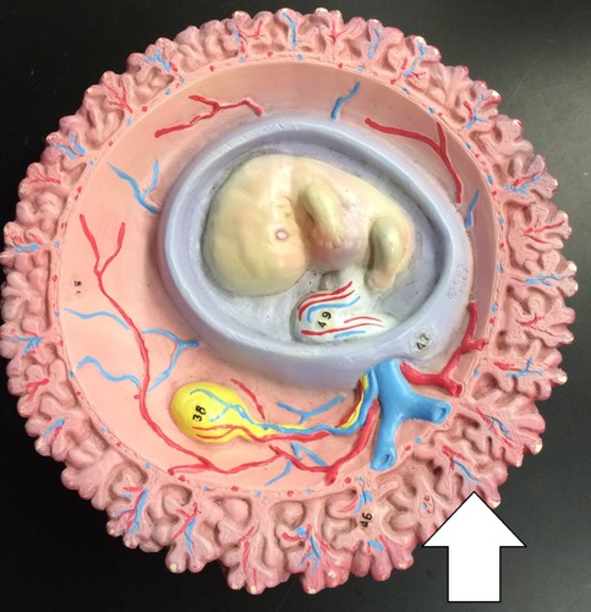 <p>Extraembryonic membrane derived from trophoblast layers; forms part of placenta.</p>
