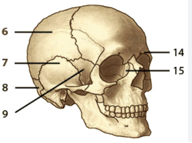 <p>6</p>
