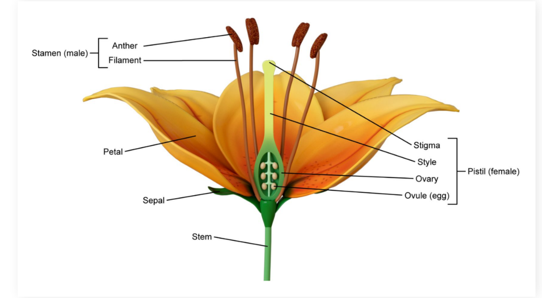 <ul><li><p><strong>Petals</strong></p></li><li><p><strong>Stamen</strong></p></li><li><p><strong>Anther</strong> </p></li><li><p><strong>Filament</strong></p></li><li><p><strong>Pistil</strong></p></li><li><p><strong>Stigma</strong></p></li><li><p><strong>Style</strong></p></li><li><p><strong>Ovary</strong></p></li></ul><p></p>