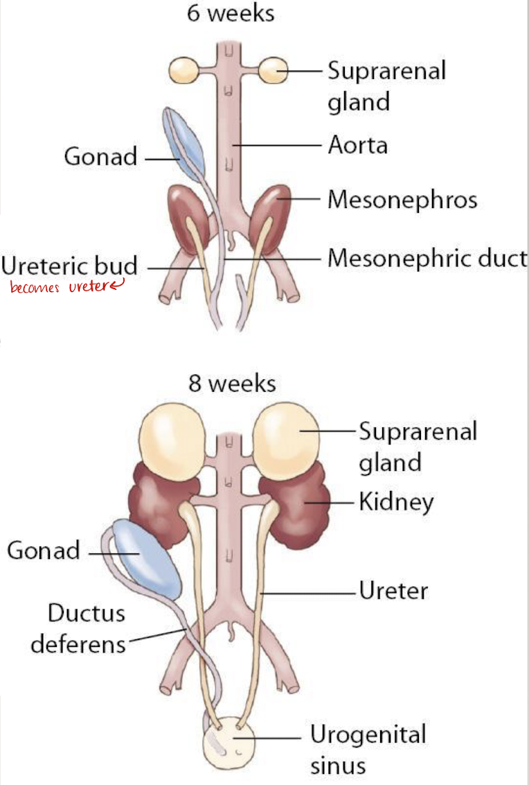 <ul><li><p><span style="color: red;">kidneys form in pelvis and ascent into abdomen</span></p></li><li><p>urine formation around 11-2 weeks</p><ul><li><p>excrete into amniotic cavity (component of amniotic fluid)</p></li></ul></li><li><p>visible by 12-13wks</p></li><li><p>by 25wks distinction between renal cortex and sinus</p></li><li><p><span style="color: red;">must evaluate both kidneys</span></p><ul><li><p><span style="color: red;">presence, number, position</span></p></li><li><p><span style="color: red;">size (is one bigger than the other?)</span></p></li><li><p><span style="color: red;">collecting system dilation (??hydro)</span></p></li><li><p><span style="color: red;">appearance (echogenicity; compared to liver and spleen)</span></p></li></ul></li></ul><p>**if hydro seen, measure renal pelvis (AP) in TRV plane</p><p></p>