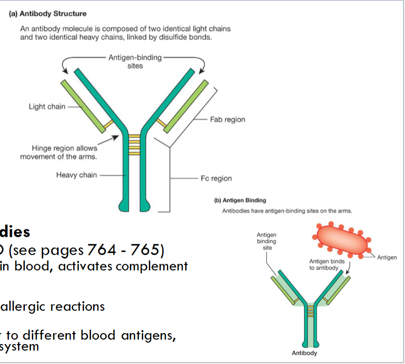 <p>Antigen binding sites are variable</p>