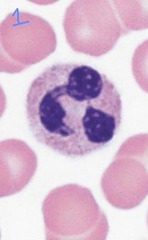 <p>Neutrophil</p>