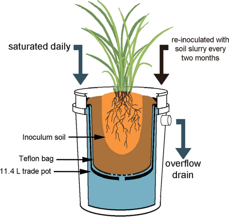 <ul><li><p><span style="background-color: transparent; font-family: "Helvetica Neue", sans-serif;">A mesocosm is a controlled experimental ecosystem model used to study ecological processes in a natural environment&nbsp;</span></p></li><li><p><span style="background-color: transparent; font-family: "Helvetica Neue", sans-serif;"><strong>Aquatic</strong> or <strong>microbial</strong> ecosystems are often more successful than <strong>terrestrial</strong> because ease of maintaining balance, faster life cycle for quick observations, ease of replication</span></p></li></ul><p></p>