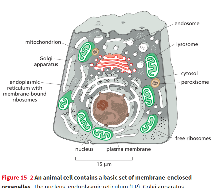 <p>Digest and break down damaged organelles, cellular waste, and engulfed materials from endocytosis.</p><ul><li><p>before endocytosed materials go to lysosomes, they must pass the endosomes.</p></li></ul><p></p>