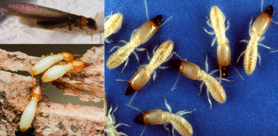 <p>ŘÁD- česky, latinsky</p><p>Podřád- /</p><p>Infrařád- /</p><p>Čeleď- /</p><p>Rod- /</p><p>Druh- /</p><p>(mají kasty, každý vypadá jinak, růžencovitá tykadla)</p>