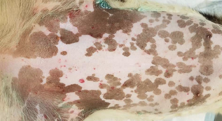 <p>Dermacentor varriabilis (American Dog Tick)</p><p>ALSO commonly the cause of Tick Paralysis</p>