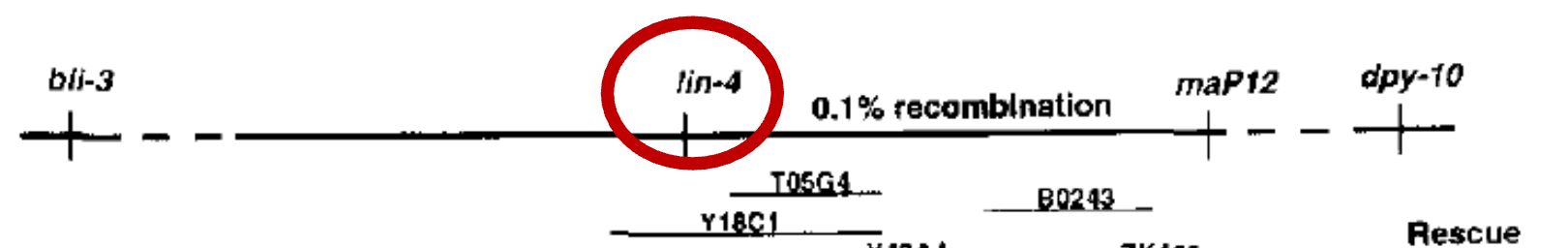 <p>Difficulties in fine mapping</p><ul><li><p>closest molecular marker is 0.1 cM away (ie. recombination rate is about 1 out of every 1000 events) → need to screen many C. elegans</p></li><li><p><em>bli-3</em> is 2 cM away, and <em>dpy-10</em> is 0.5cM away</p></li></ul><p></p>
