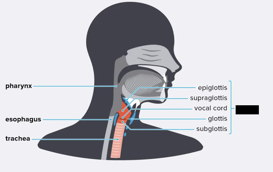 <p><span style="background-color: transparent;">Begins at the base of the tongue and extends to the trachea. Consists of 9 cartilages that are interconnected with muscles and ligaments.</span></p>