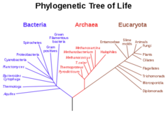 <p>DNA and RNA are carriers of genetic information, genetic code is shared by all modern living organisms; conservation of common metabolic pathways such as glycolysis.</p>