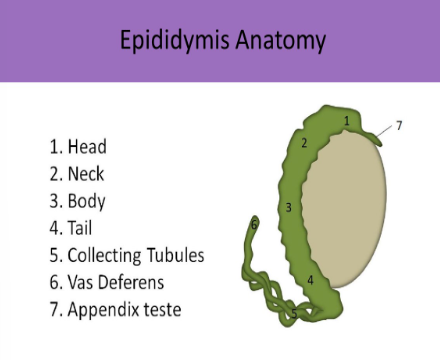 <p>Appendix testis</p>
