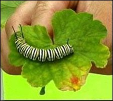 <p>Identify the insect, stage, and order</p>