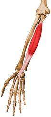 <p>Origin: Proximal body of ulna</p><p>Insertion: Base of distal phalanx</p>