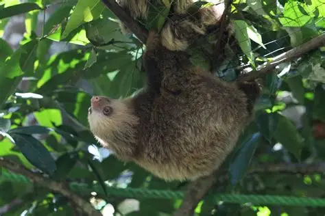 <p>Common Name: Hoffman’s Two-toed Sloth</p><p>Magnaorder: Xenarthra </p><p>Order: Pilosa</p><p>Family: Choleopodidae </p>