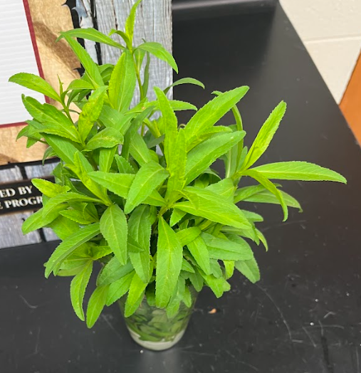 <ul><li><p>smells like black licorice </p></li></ul><p></p>