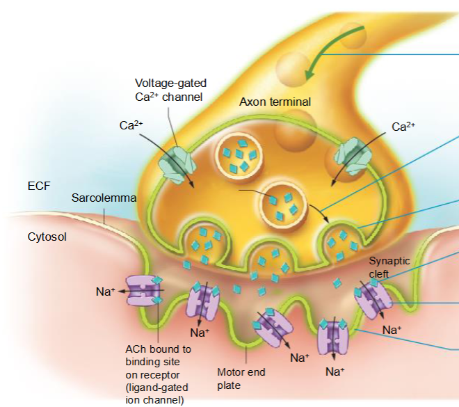 <p>Skeletal muscle is innervated by motor neurons</p>