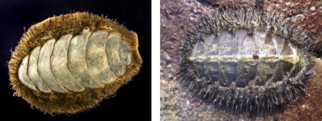 <p>grazes at hightide, hides under rocks at low tide, mossy chiton</p>