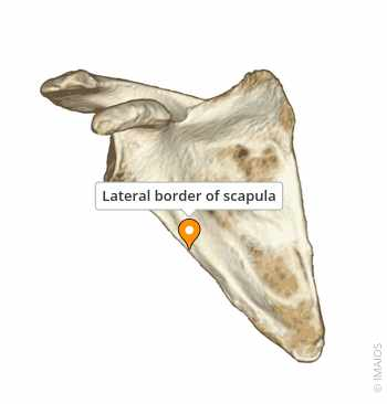 <p>Lateral (Axillary) Border</p>