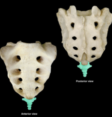 <p>The coccyx vertebrae has ____ vertebrae</p>