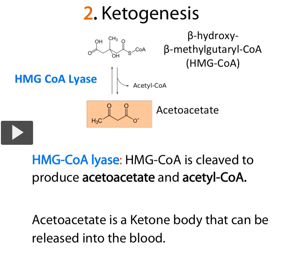 <p><u>Next step (step 3)</u></p><p>The next step takes the <strong>HMG-CoA</strong> and converts it into <strong>aceto-acetate.</strong> This is done by the enzyme called <strong>HMG-CoA lyase.</strong></p><p>Lyase = enzyme that breaks a bond WITHOUT using water or ATP</p><p>The <strong>aceto-acetate</strong> is the <strong>first ketone body </strong>that is <strong>produced by the liver</strong> and <strong>can already be exported</strong> into the <strong>bloodstream </strong>for the usage by <strong>peripheral tissues</strong>.</p>