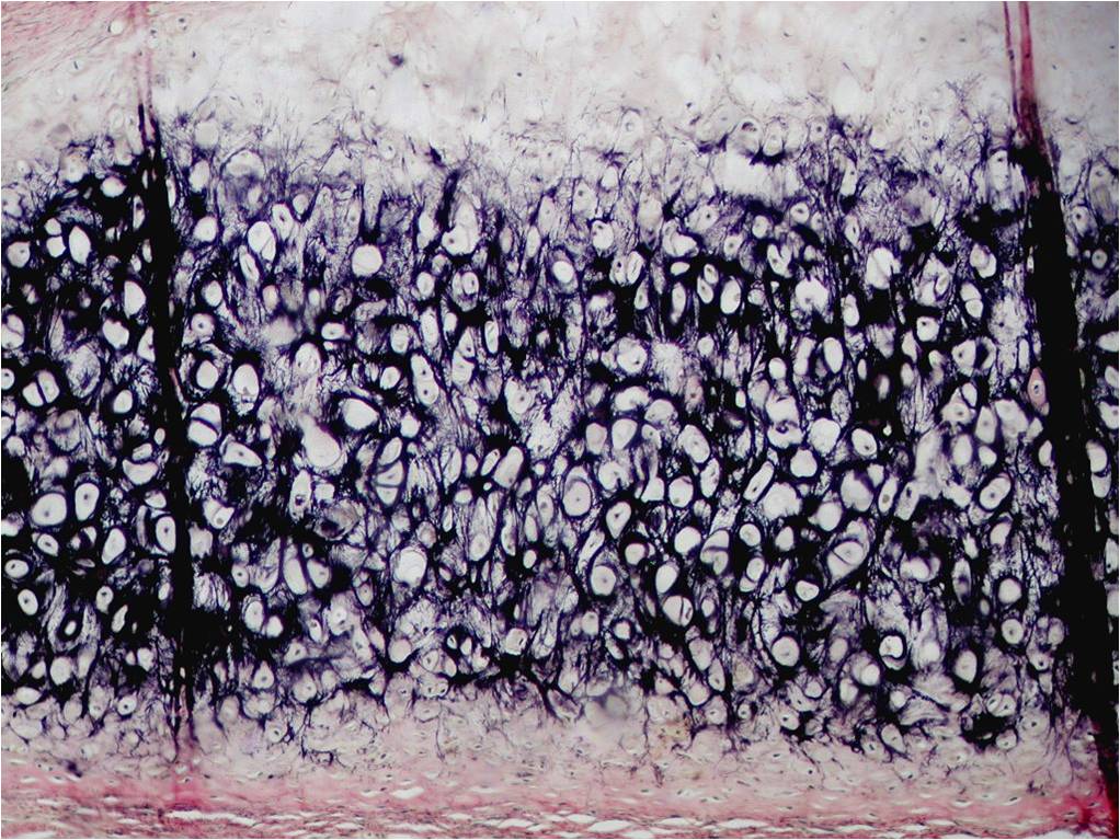 <p>Identifica el tejido</p>