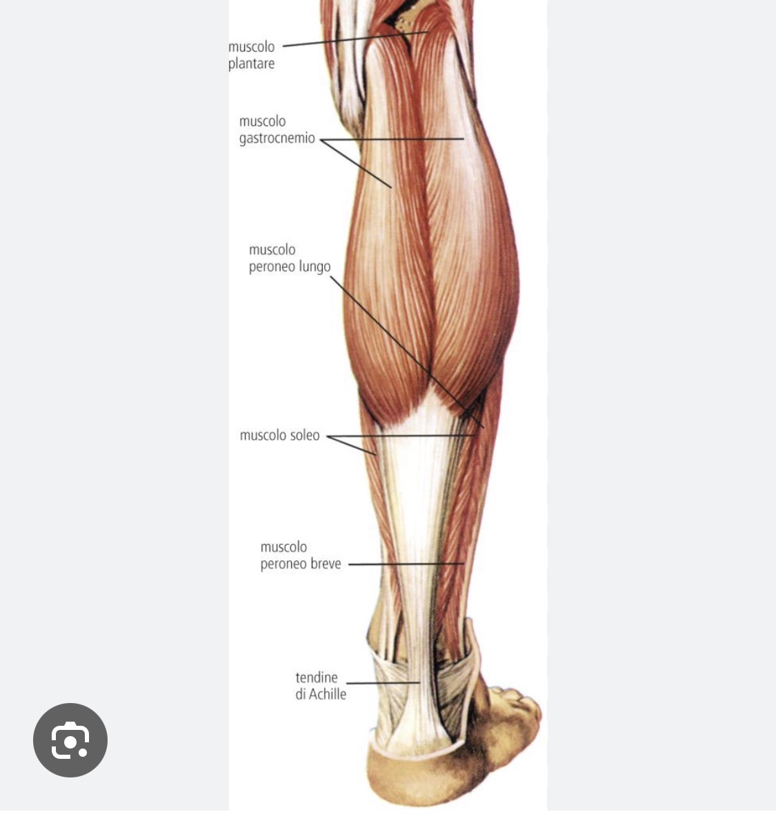 <p>Gastrocnemi</p>