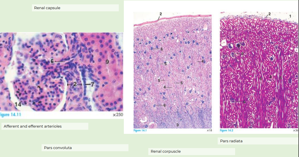 <p>white space on 14 is bowman’s space, 14 points to the superficial cell layer i.e. bowmans capsule</p><p>14 - bowmans capsule</p><p>2- afferent arteriole</p><p>7 - macula densa</p><p>6- renal corpuscle</p><p>in second pic u see renal corpuscles (the blue dots scattered) ….check. radiata/tubules giving striated appearance (right pic shows straight vertical lines running towards centre are the straight tubules and collecting duct towards medulla)</p>