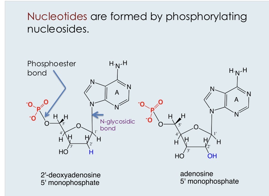 <p>The fundamental building block (monomer) of nucleic acids (DNA/RNA), which store genetic information. Consists of 3 components: A nitrogen-containing base, 5-carbon sugar, and a phosphate group</p>