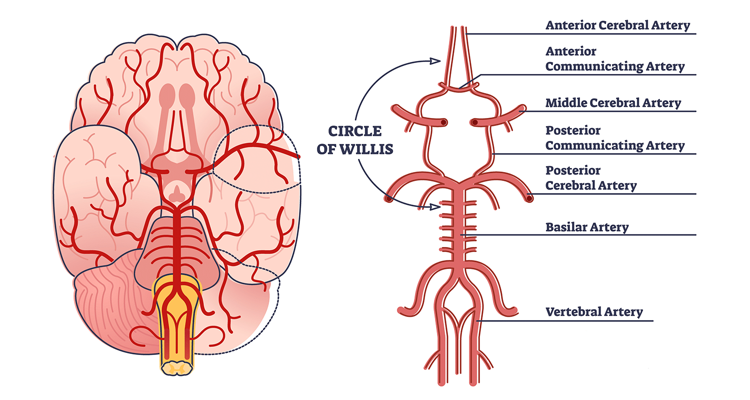 <p>Circle of Willis</p>