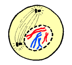 <p>Supercoiling (condensation) of chromosomes;</p><p>breakup of nuclear membrane;</p><p>growth of microtubules;</p><p>attachment of microtubules to chromosomes;</p>