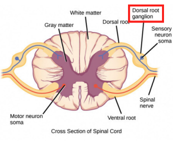 <p>Carries central process (axon) of pseudounipolar neurons( which extend through the spinal nerve to innervate the skin and skeletal muscle) </p><ul><li><p>this and the ventral root make up the spinal nerve ( 31 pairs that carry axons to the tissue of the outer body)</p></li></ul><p></p>