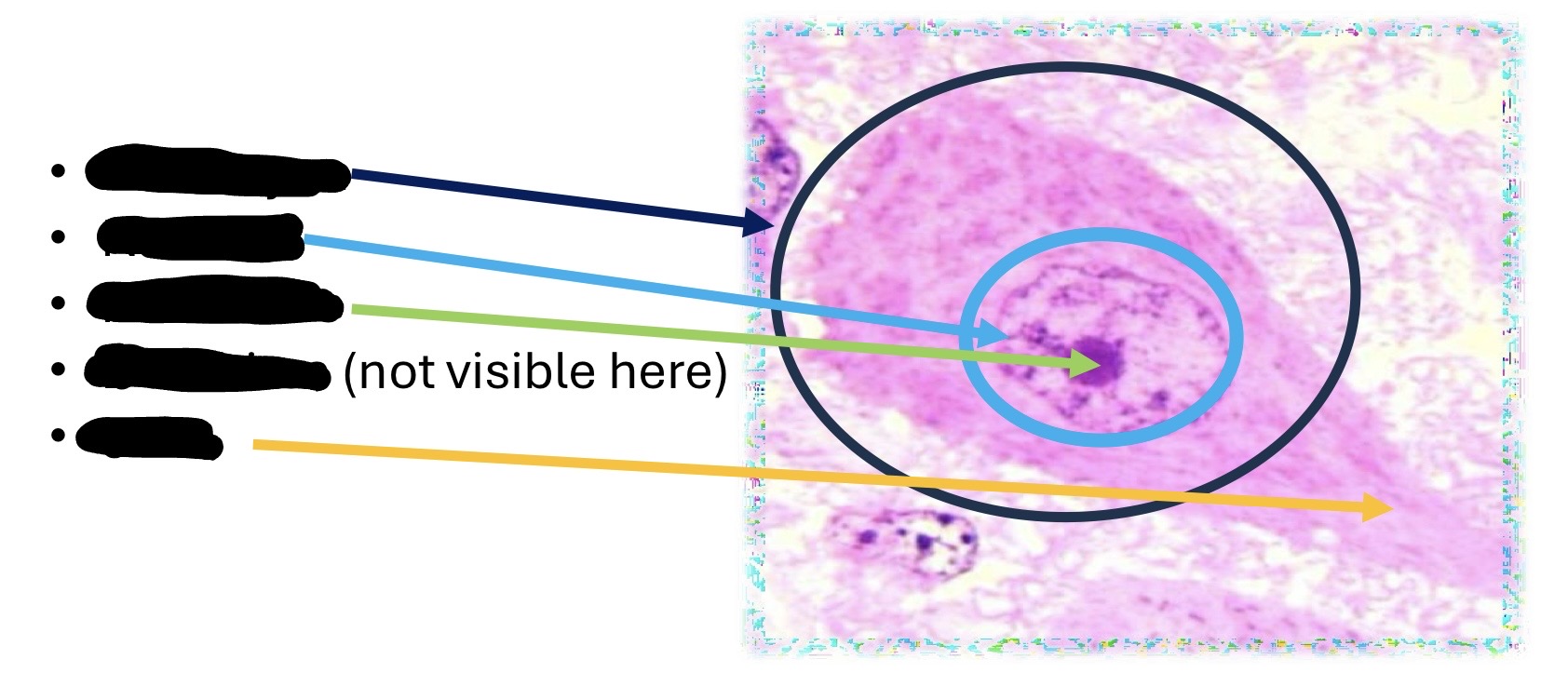term image