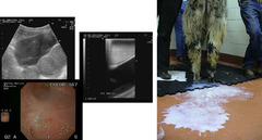 <p>What is being seen here and what is coming out of this camelid?</p>